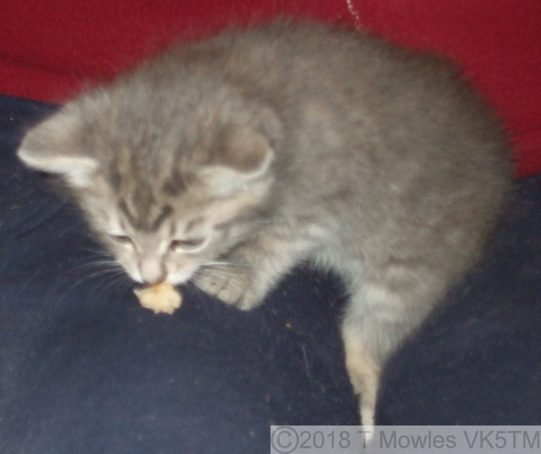 Storm at 10 weeks